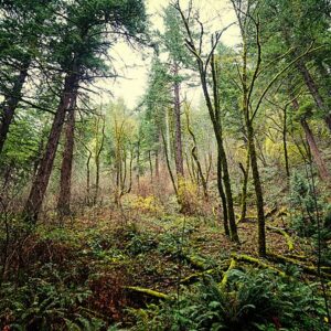 An image from Cascadia Plot 27, where the government of Cascadia is rumoured to hold evidence of alien life