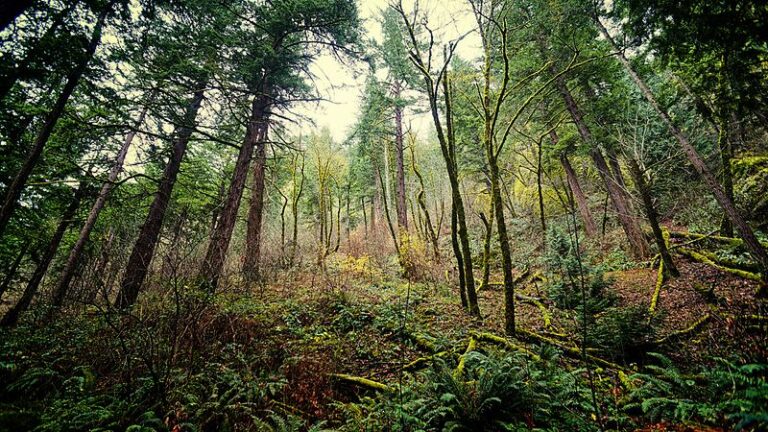 An image from Cascadia Plot 27, where the government of Cascadia is rumoured to hold evidence of alien life