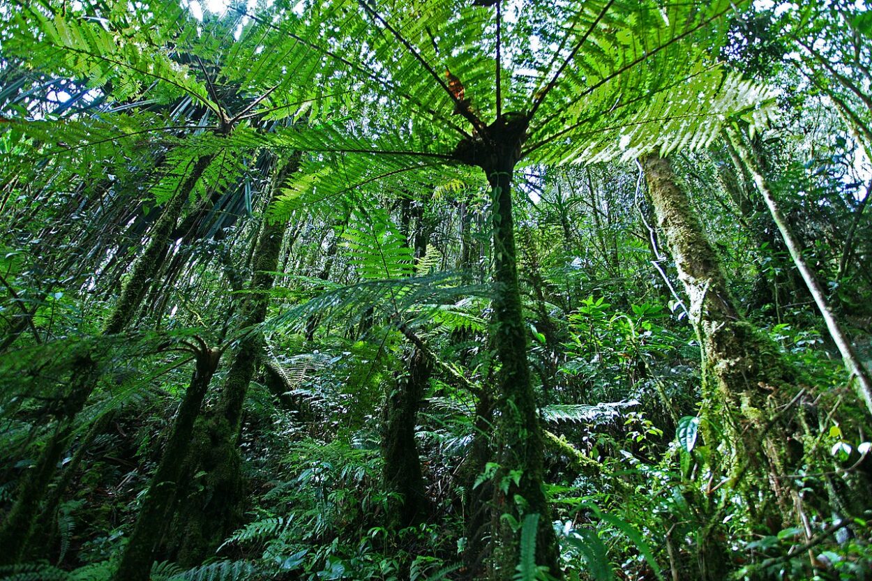 Papua Jungle - Battle of Three Rivers - Empire Universe