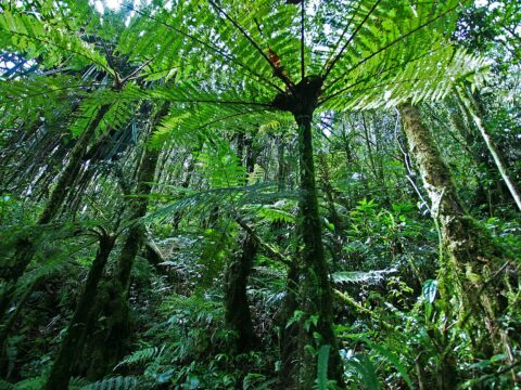 Papua Jungle - Battle of Three Rivers - Empire Universe