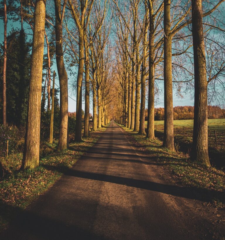 brown trees on brown field during daytime